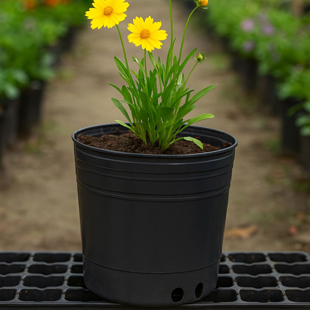 MACETA SOPLADA 3 LTS (16CM DIAM*16CM ALTO) *UNID