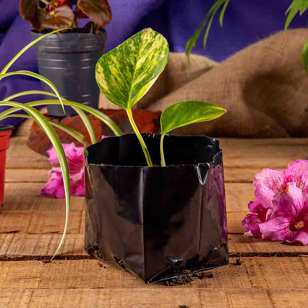 BOLSAS PLANTIN mE (BD - 70MIC - C/PERF - ARMADA 7X8X9) .0.5 LTS 16X13CM *100UNID