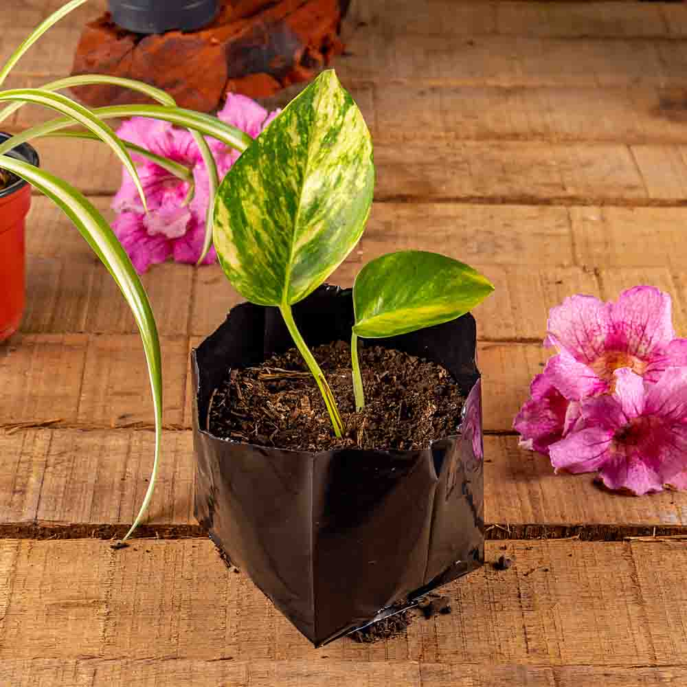 BOLSAS PLANTIN mE (BD - 70MIC - C/PERF - ARMADA 7X8X9) .0.5 LTS 16X13CM *100UNID