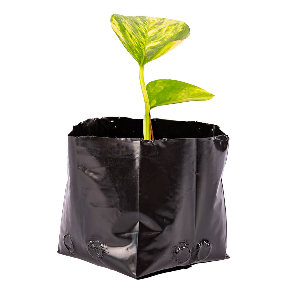 BOLSAS PLANTIN mE (BD - 70MIC - C/PERF - ARMADA 7X8X9) .0.5 LTS 16X13CM *100UNID